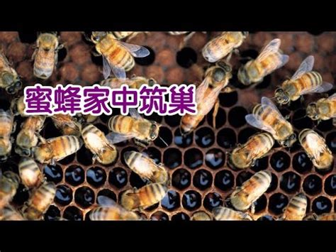 家裡有蜂巢 風水|蜜蜂築巢：吉兆還是凶兆？